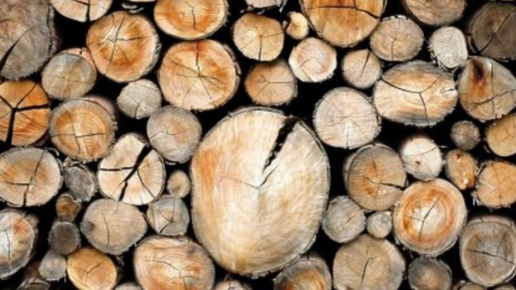 Vislumbra Sefoet un futuro prometedor para sector madedero en Yucatán